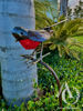 Metal Wall Art - Robin on a Stem