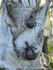 Wire Spider Large