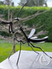 Steampunk Praying Mantis metal sculpture