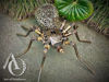 Steampunk Spider Large