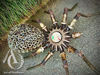 Steampunk Spider Large