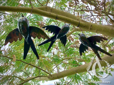 Scrap Metal Garden Art Swallow Hanging Set of 3