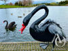 Metal Swan Garden Art