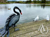 Metal Swan Garden Art