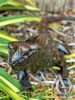 Metal Tuatara Lizard Sculpture Garden Art