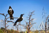 Scrap Metal Garden Art Tui on a Branch