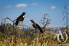 Scrap Metal Garden Art Tui on a Branch