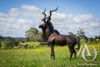 Kudu Antelope Metal sculpture