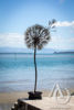Giant Dandelion in the Wind sculpture
