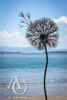 Giant Dandelion in the Wind sculpture
