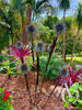 Metal Dandelion