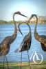 Twisted Heron