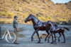 Metal Mare and Foal Sculpture