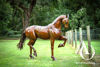 Metal Dressage Horse Sculpture
