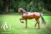 Metal Dressage Horse Sculpture