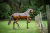 Metal Dressage Horse Sculpture
