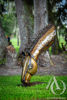 Metal Drinking Horse Sculpture